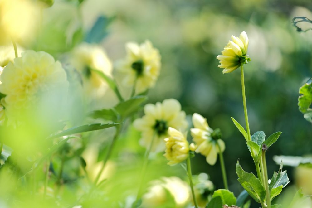 2022/10/9【開花状況】見頃の秋バラ！十月桜とダリア。秋を感じる園内