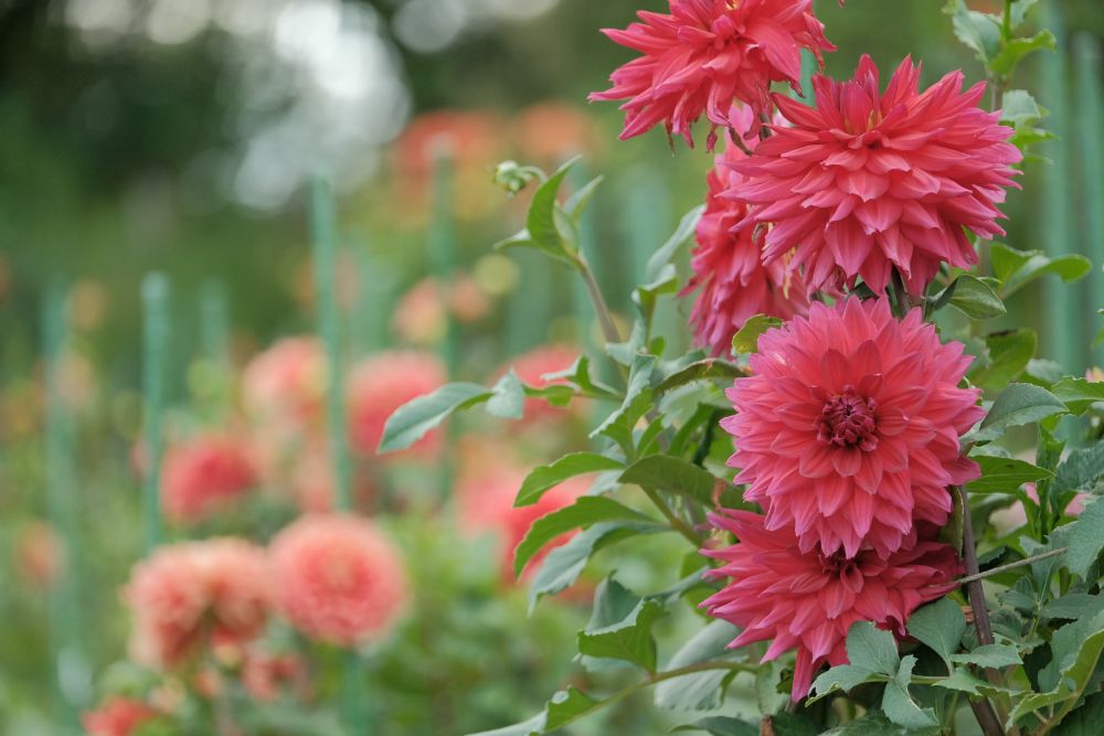 2022/10/9【開花状況】見頃の秋バラ！十月桜とダリア。秋を感じる園内