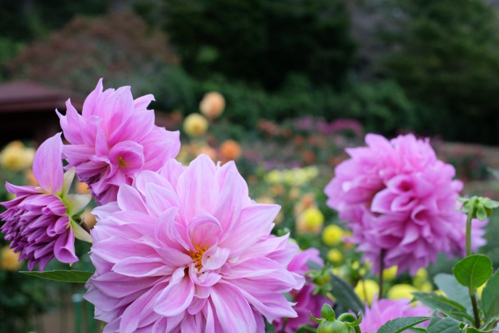 2022/10/6【開花状況】秋バラの開花状況。ダブルで空にかかる虹