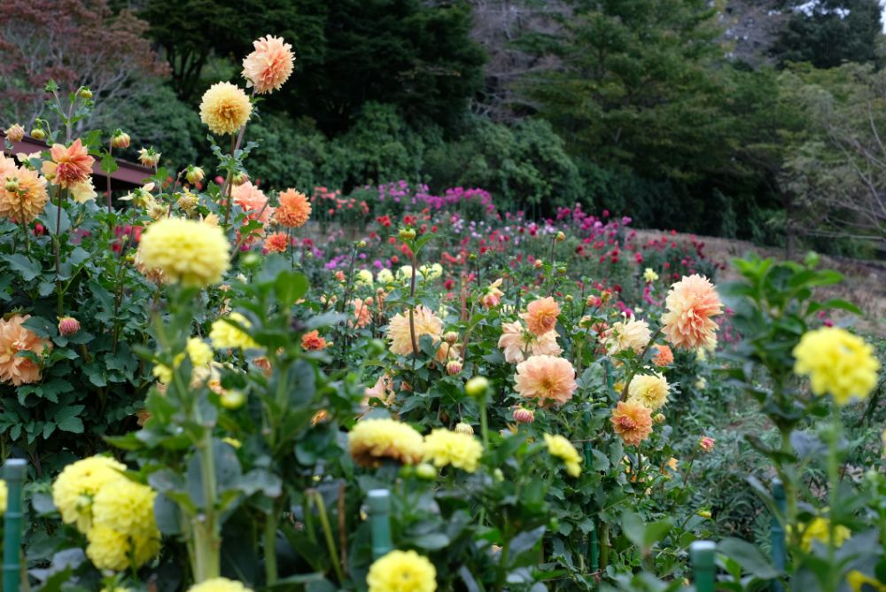 2022/10/6【開花状況】秋バラの開花状況。ダブルで空にかかる虹