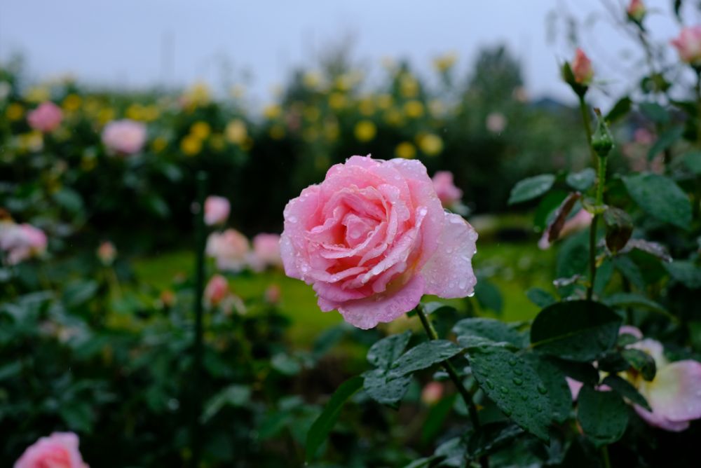 2022/10/6【開花状況】秋バラの開花状況。ダブルで空にかかる虹