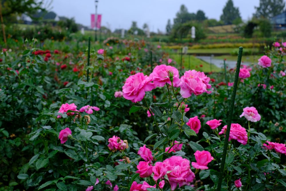 2022/10/6【開花状況】秋バラの開花状況。ダブルで空にかかる虹