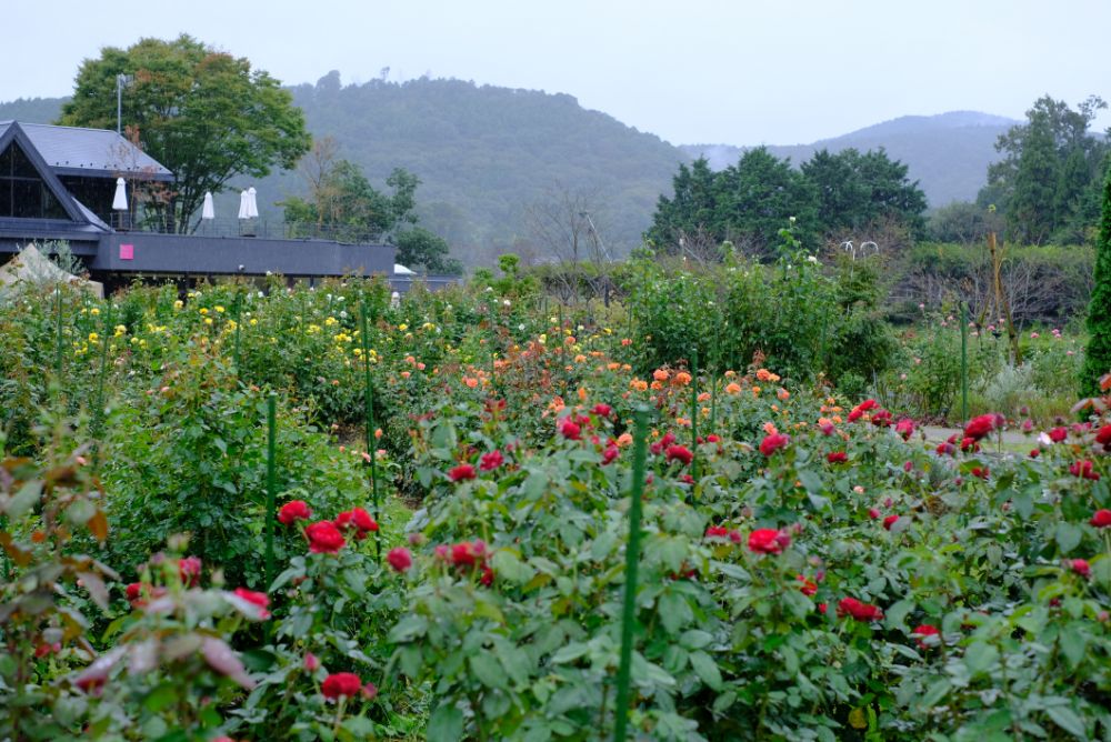 2022/10/6【開花状況】秋バラの開花状況。ダブルで空にかかる虹