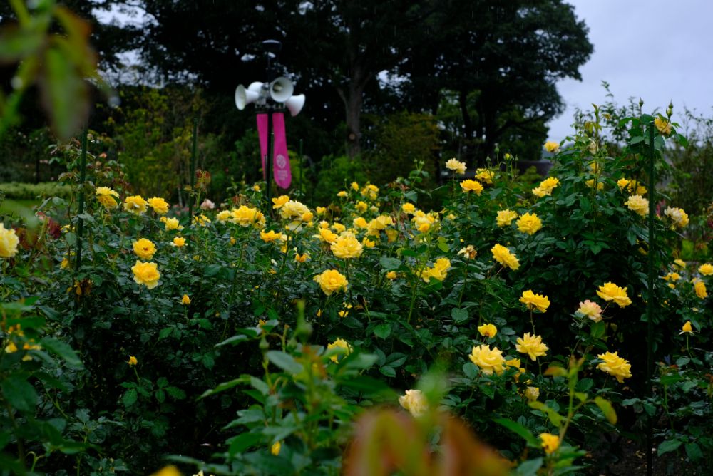 2022/10/6【開花状況】秋バラの開花状況。ダブルで空にかかる虹