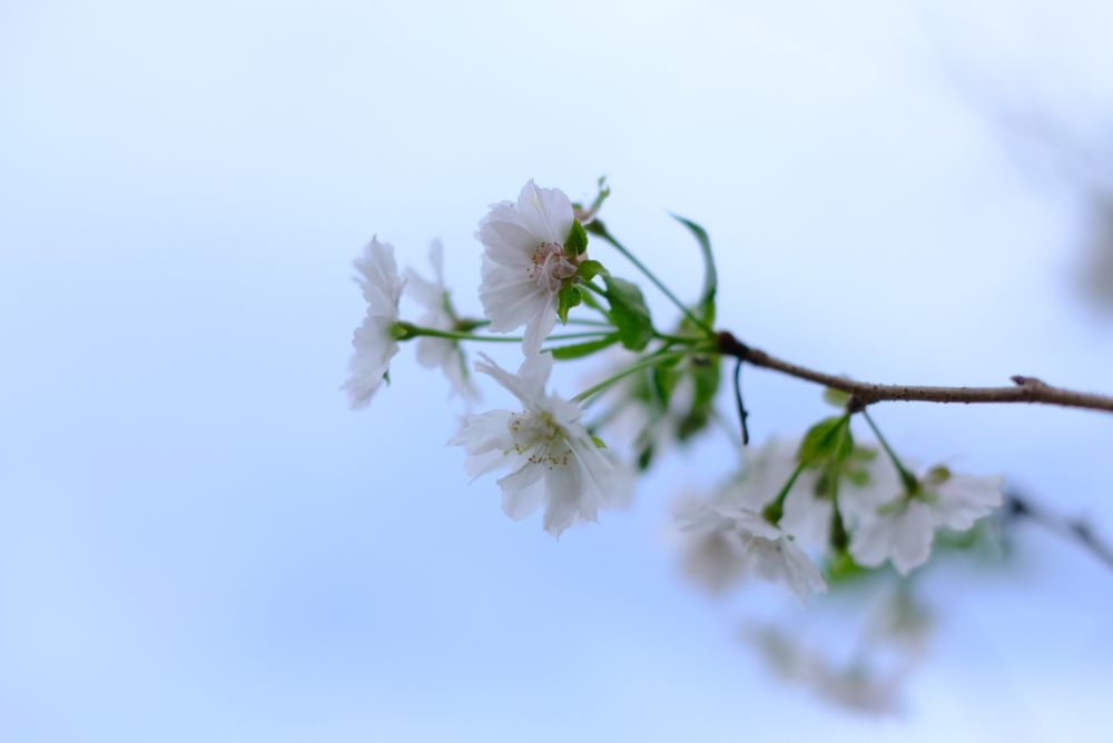 2022/10/9【開花状況】見頃の秋バラ！十月桜とダリア。秋を感じる園内