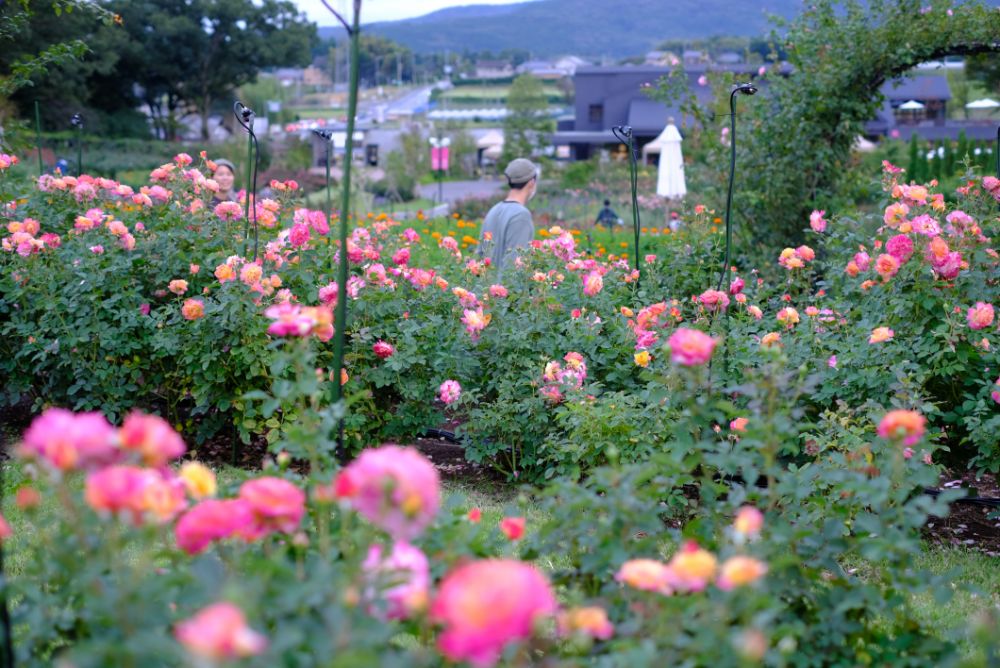 2022/10/9【開花状況】見頃の秋バラ！十月桜とダリア。秋を感じる園内