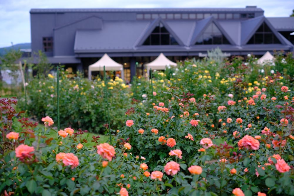 2022/10/9【開花状況】見頃の秋バラ！十月桜とダリア。秋を感じる園内