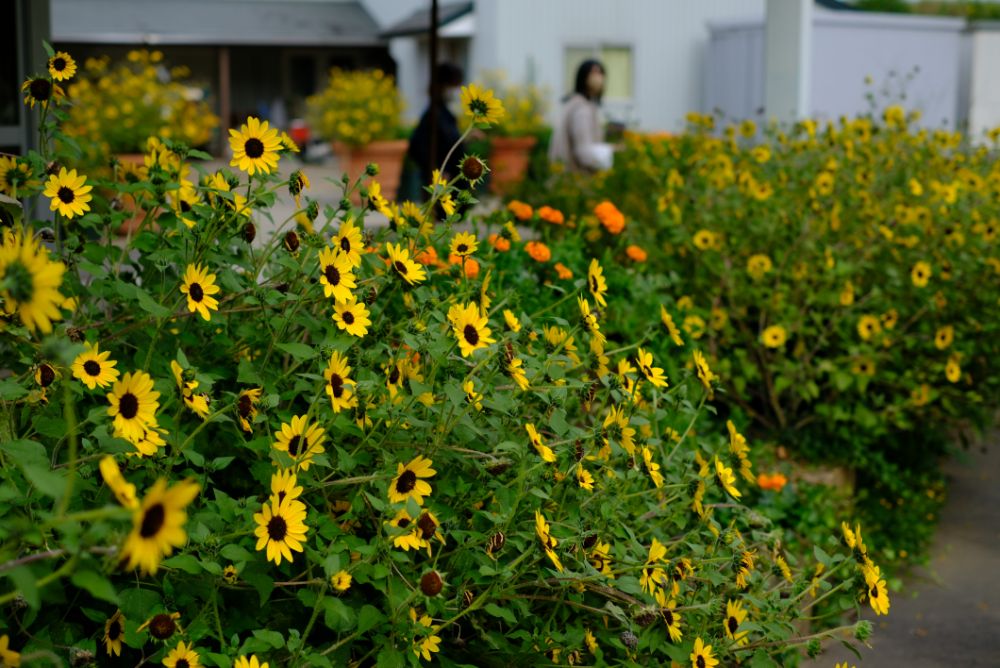 2022/10/10【開花状況】見頃の秋バラ！