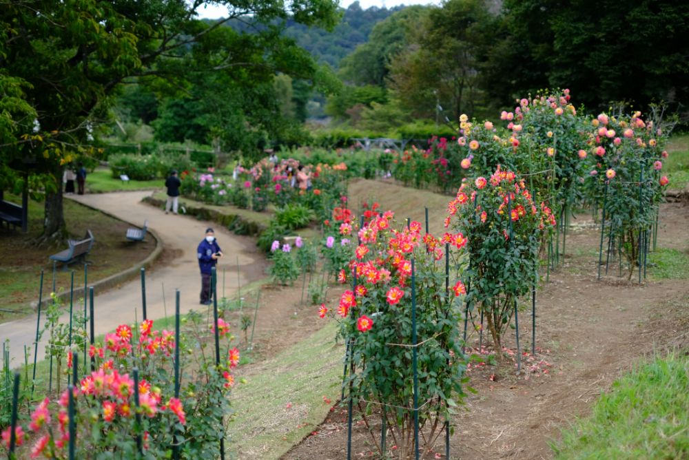 2022/10/10【開花状況】見頃の秋バラ！