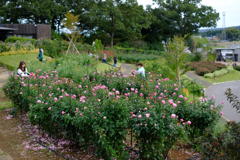 2022/10/10【開花状況】見頃の秋バラ！