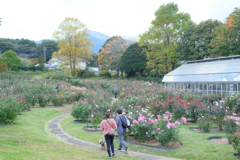 本日最終日！第2回八郷マルシェ 秋の収穫祭「MINORI」