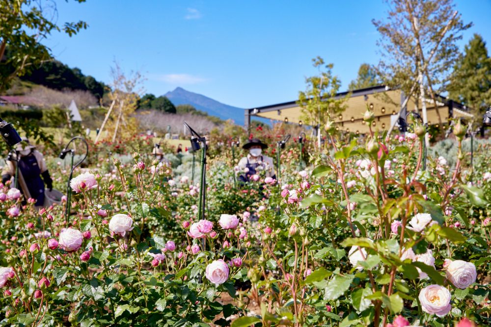 2022/10/26【開花状況】秋晴れに咲き誇るバラ