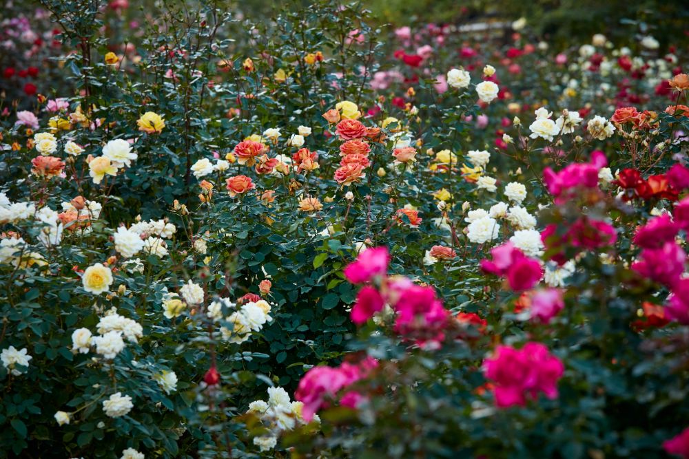 2022/11/16【開花状況】見頃の園内奥のバラの品種園！貴重なコレクションたち