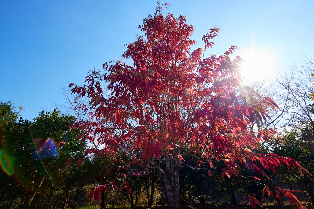 2022/11/10【開花状況】見頃のバラ、花やさと山の紅葉とサザンカ