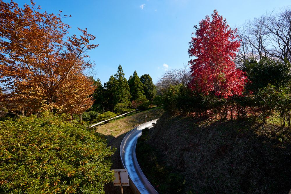 2022/11/10【開花状況】見頃のバラ、花やさと山の紅葉とサザンカ