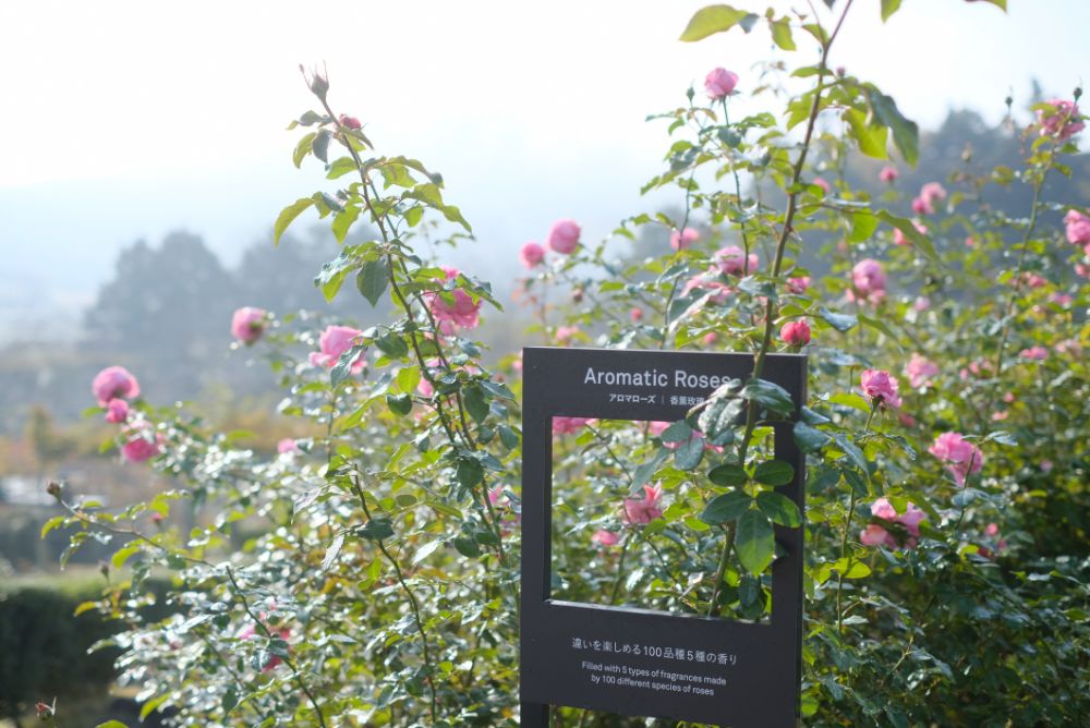 2022/11/13【県民の日】里山の色づく紅葉とバラ、ダリア、十月桜。