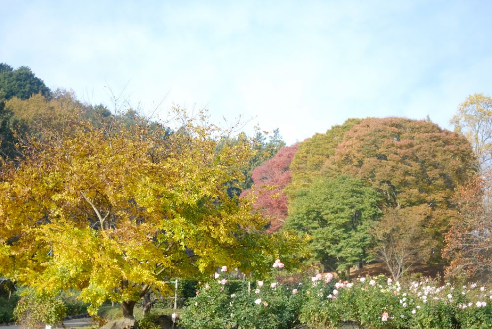 2022/11/13【県民の日】里山の色づく紅葉とバラ、ダリア、十月桜。