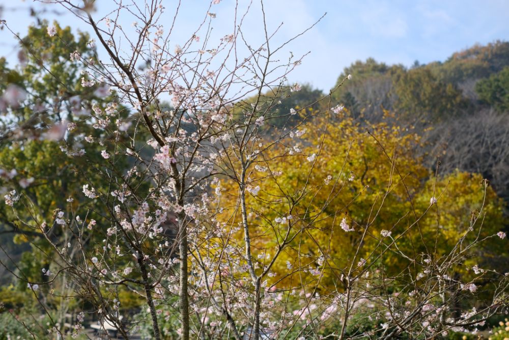 2022/11/13【県民の日】里山の色づく紅葉とバラ、ダリア、十月桜。