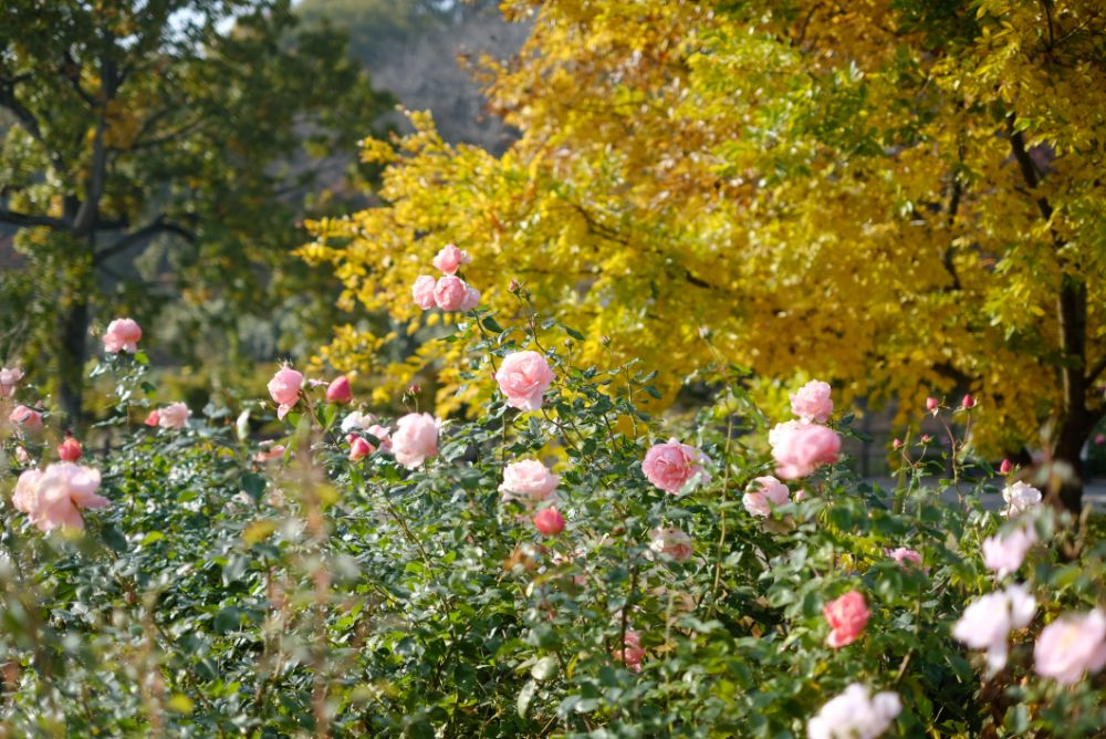 2022/11/13【県民の日】里山の色づく紅葉とバラ、ダリア、十月桜。