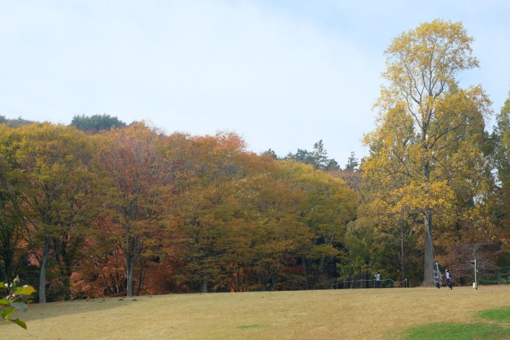 2022/11/13【県民の日】里山の色づく紅葉とバラ、ダリア、十月桜。