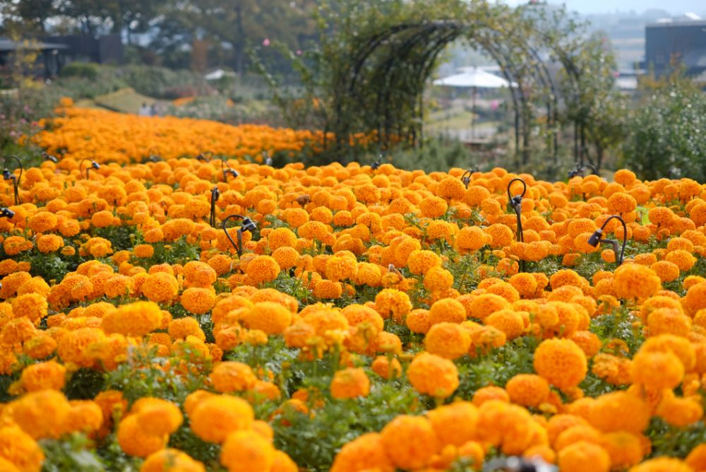 2022/11/13【県民の日】里山の色づく紅葉とバラ、ダリア、十月桜。