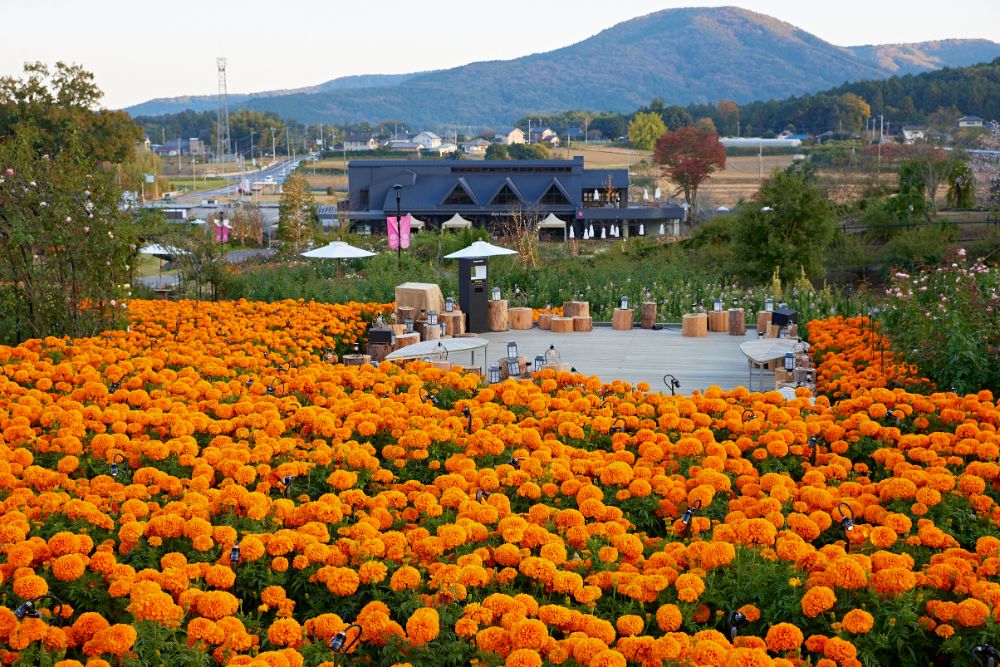 2022/11/10【開花状況】見頃のバラ、花やさと山の紅葉とサザンカ