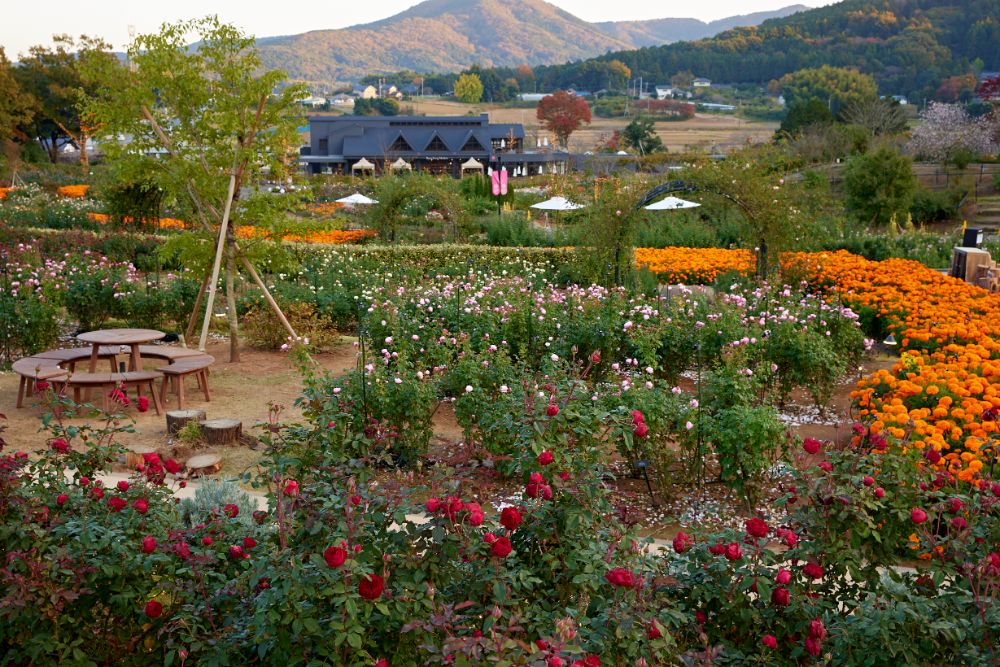 2022/11/10【開花状況】見頃のバラ、花やさと山の紅葉とサザンカ