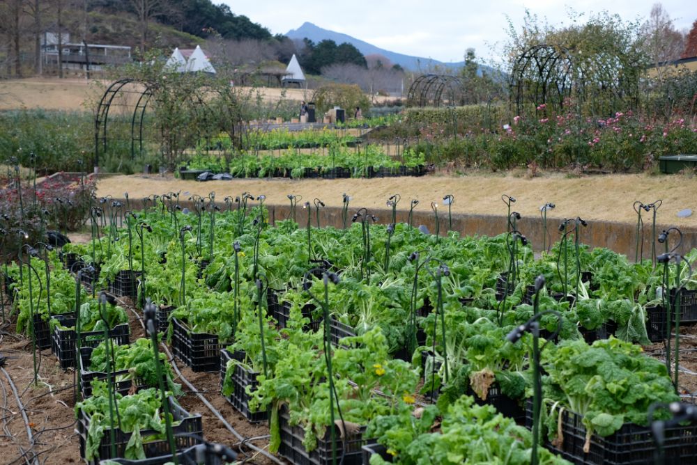 2022/12/22【開花状況】今日は冬至。菜の花の植え替え＆アトリエの温室