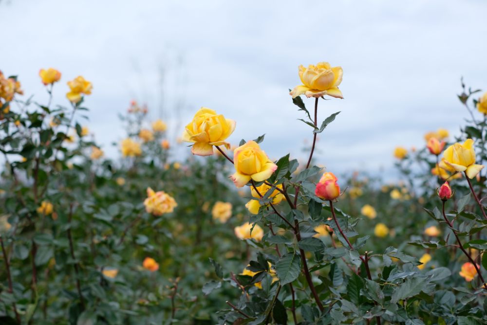 2022/12/22【開花状況】今日は冬至。菜の花の植え替え＆アトリエの温室