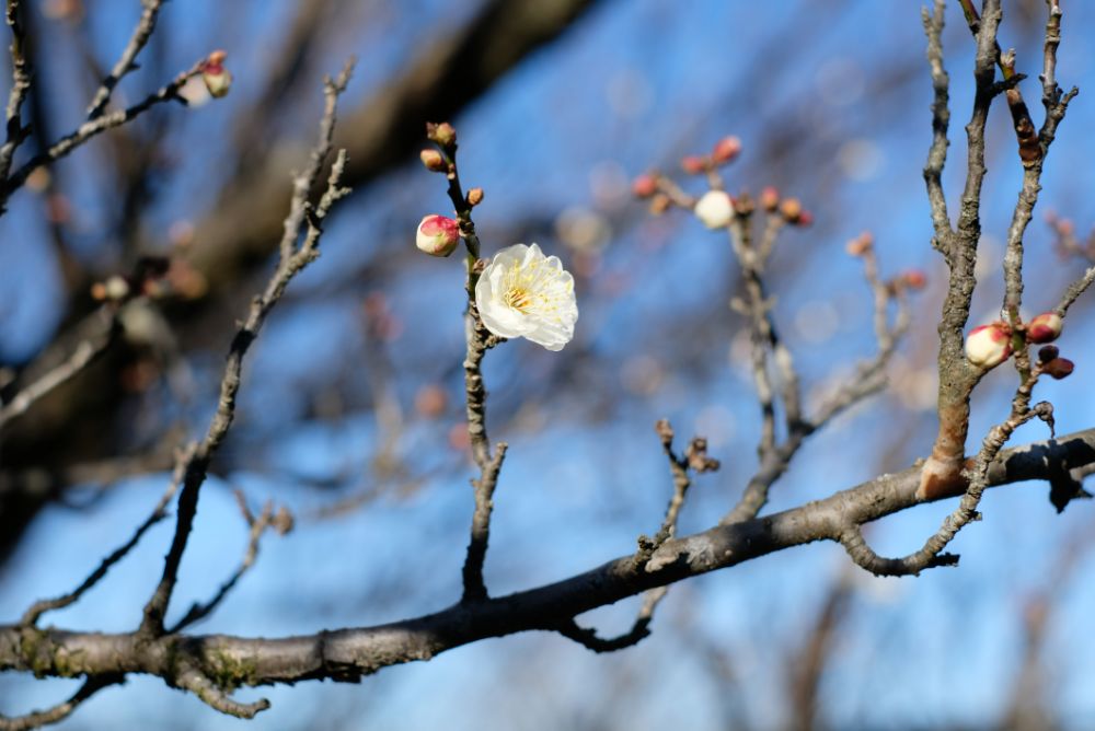 2022/12/30【開花状況】ロウバイと河津桜の開花！花やさと山に春の香り