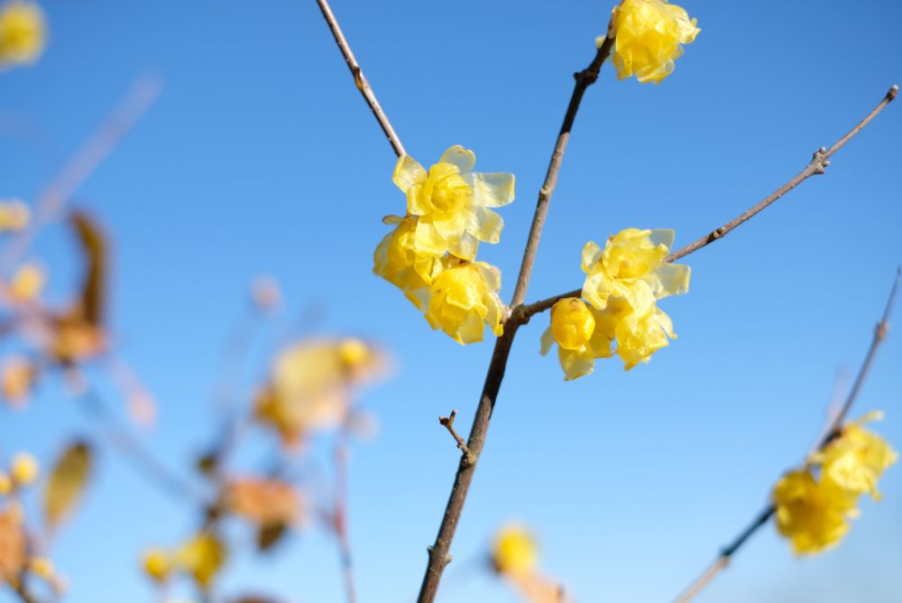 2022/12/30【開花状況】ロウバイと河津桜の開花！花やさと山に春の香り