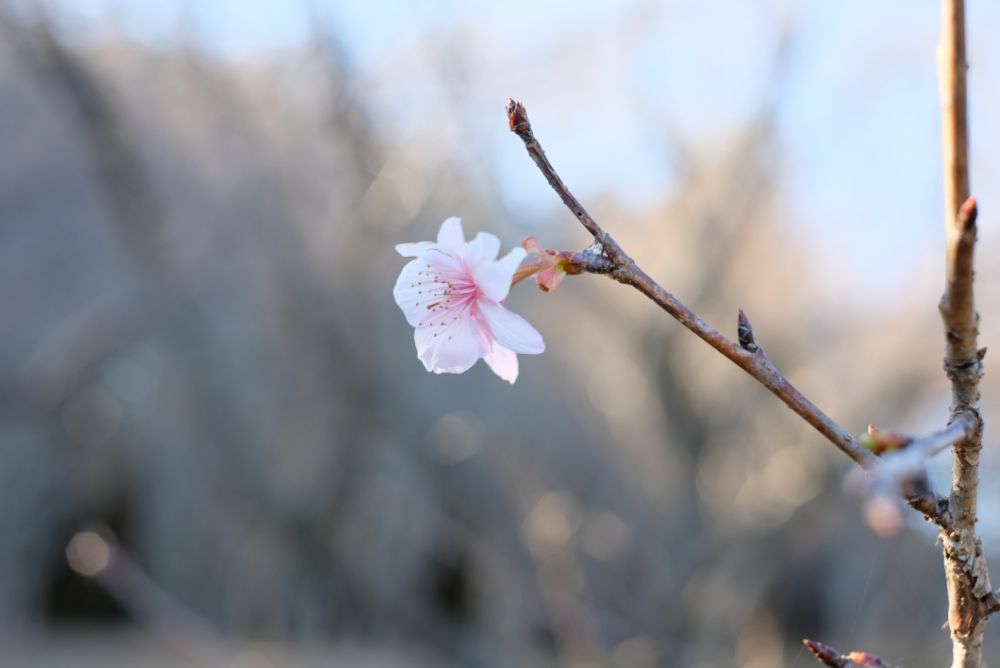 2022/12/30【開花状況】ロウバイと河津桜の開花！花やさと山に春の香り