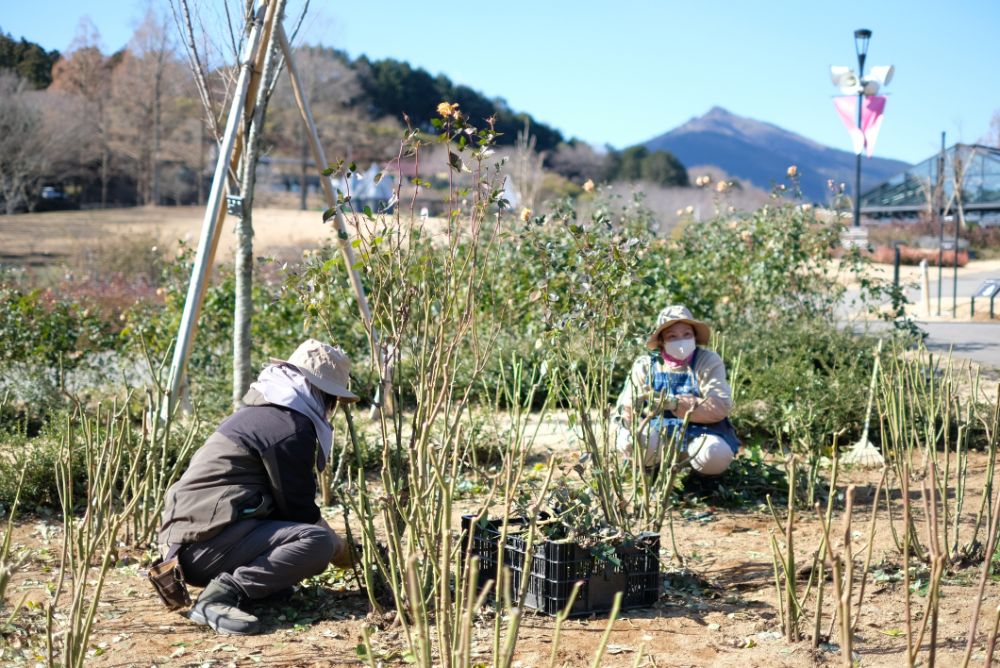 アトリエ温室でイチゴのお味見をどうぞ