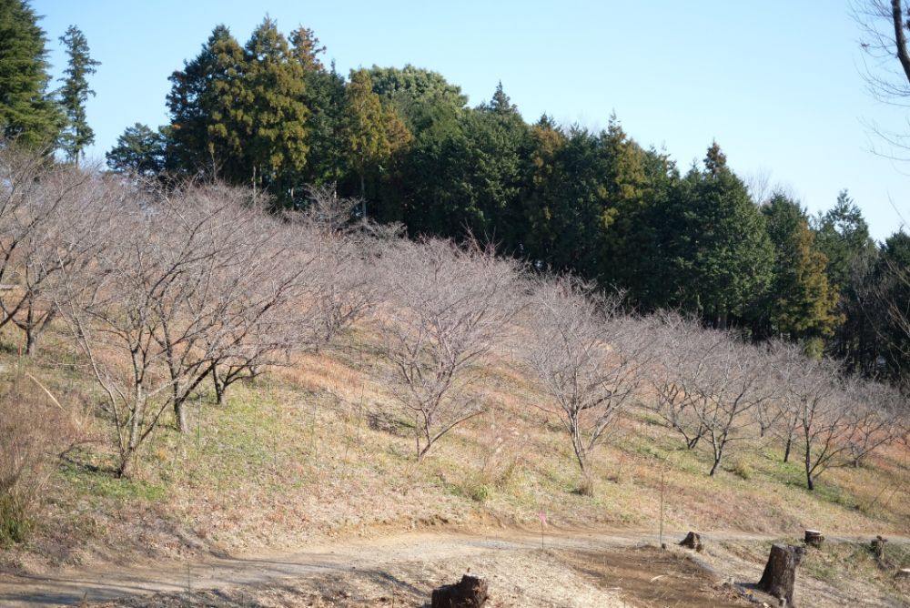 冬芽の森散策とグルメでリラックスタイムを