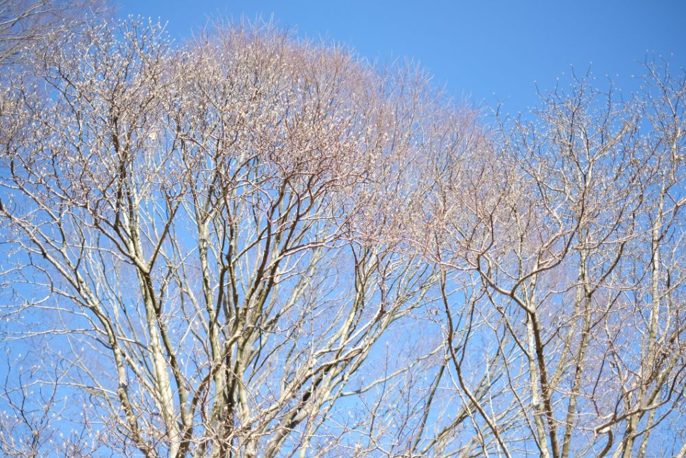 冬芽の森散策とグルメでリラックスタイムを