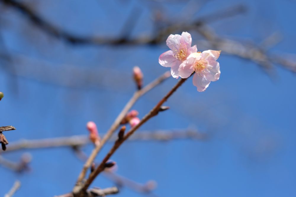 2023/1/13【開花状況】ロウバイ、河津桜、梅の開花状況