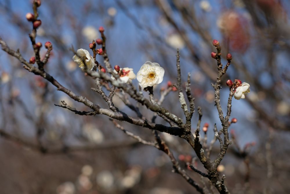 2023/1/13【開花状況】ロウバイ、河津桜、梅の開花状況