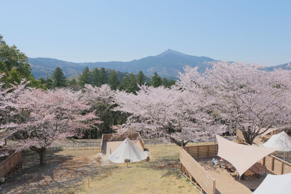 「さくら訪ねる陽だまりの森」初春シーズンスタート！