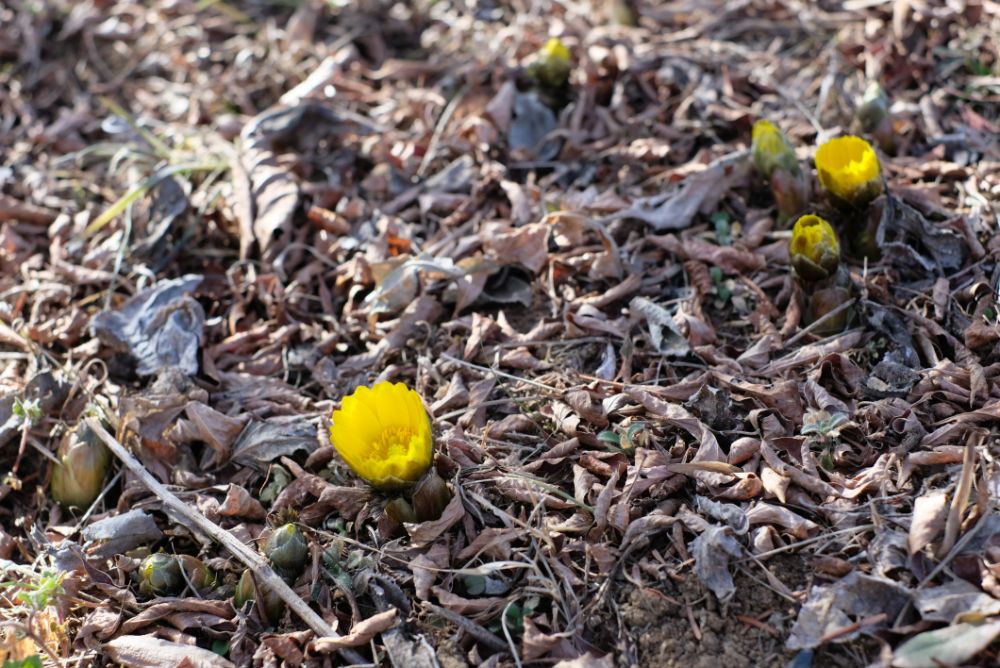 2023/2/3【開花状況】福寿草、ロウバイの開花／今日は節分