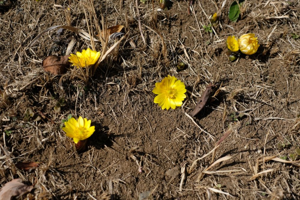 2023/2/3【開花状況】福寿草、ロウバイの開花／今日は節分