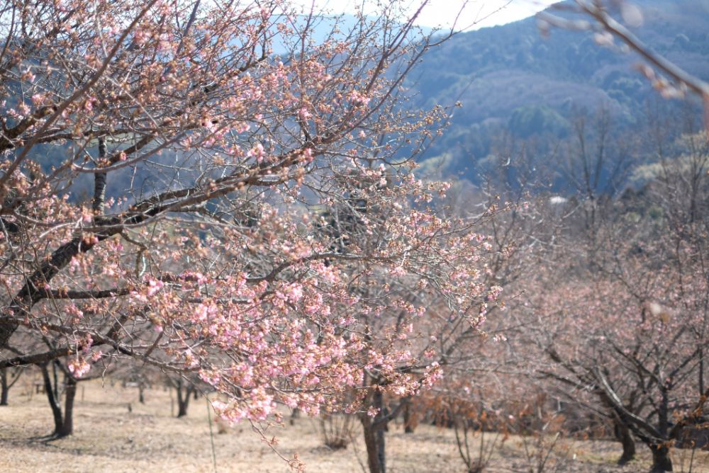 2023/2/6【開花状況】河津桜の開花！クリスマスローズ園のスノードロップ