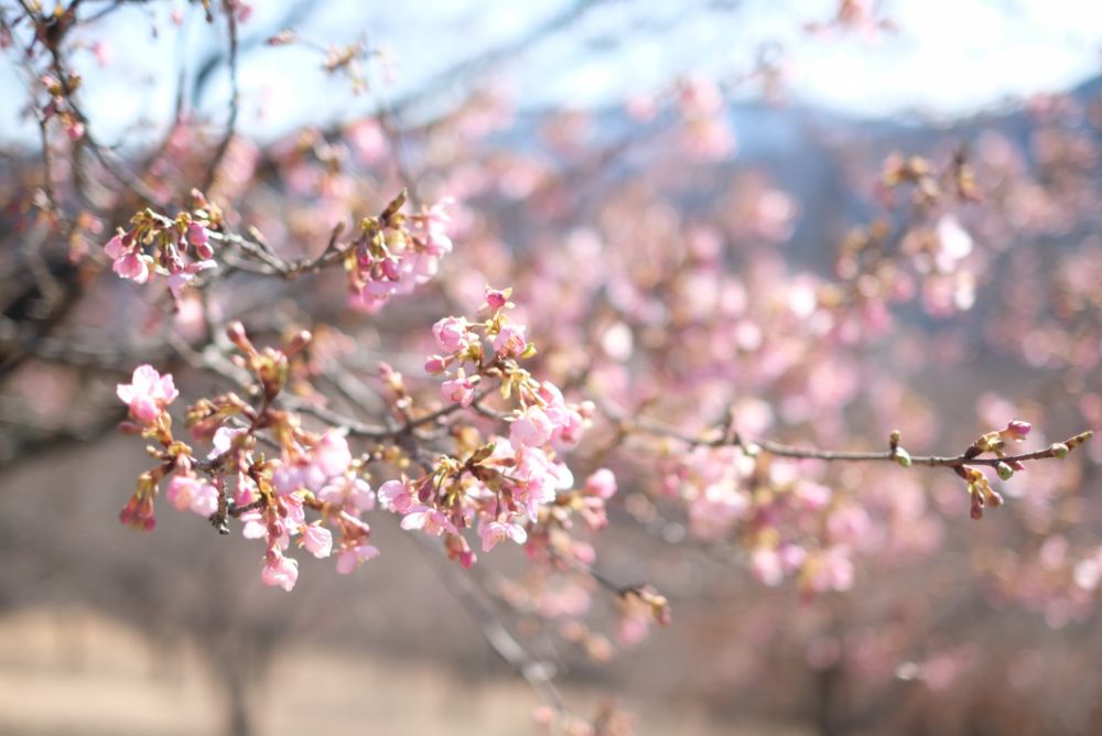 2023/2/6【開花状況】河津桜の開花！クリスマスローズ園のスノードロップ