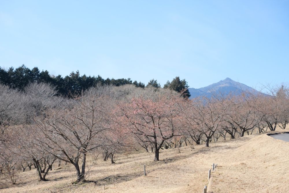 2023/2/6【開花状況】河津桜の開花！クリスマスローズ園のスノードロップ