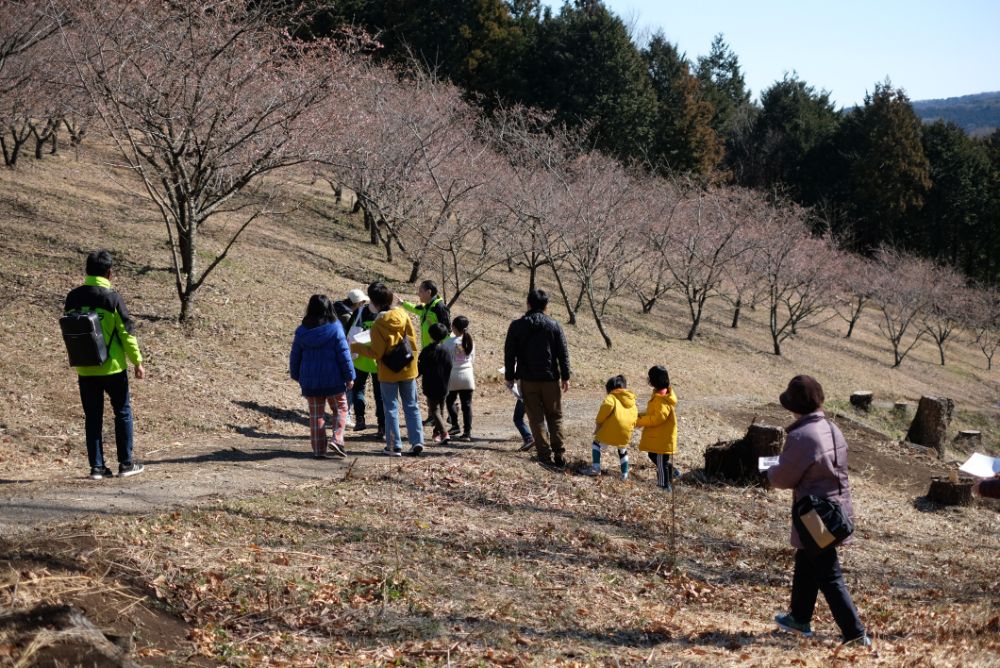 河津桜が見頃を迎える今週末に開催！「森の役立つ植物たちを巡る散策ツアー」