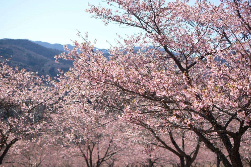 2023/2/22【開花状況】見頃の河津桜、福寿草、マンサク、ロウバイ