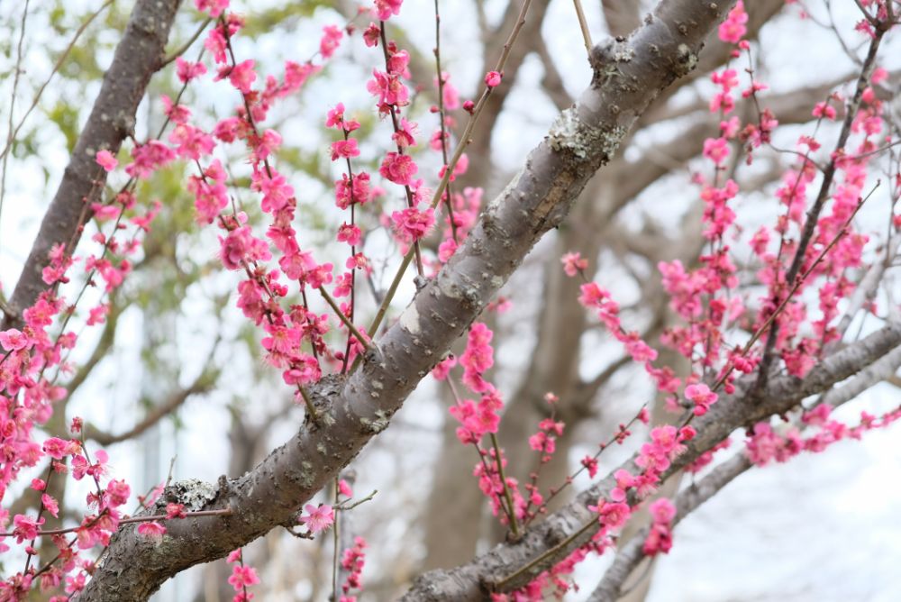 2023/2/25【開花状況】見頃の河津桜、福寿草、梅、クリスマスローズ