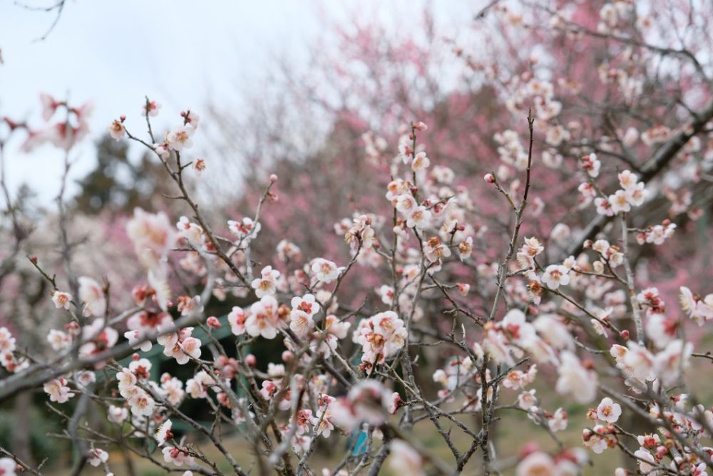 2023/2/25【開花状況】見頃の河津桜、福寿草、梅、クリスマスローズ