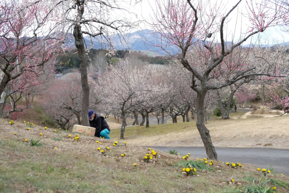 2023/2/25【開花状況】見頃の河津桜、福寿草、梅、クリスマスローズ