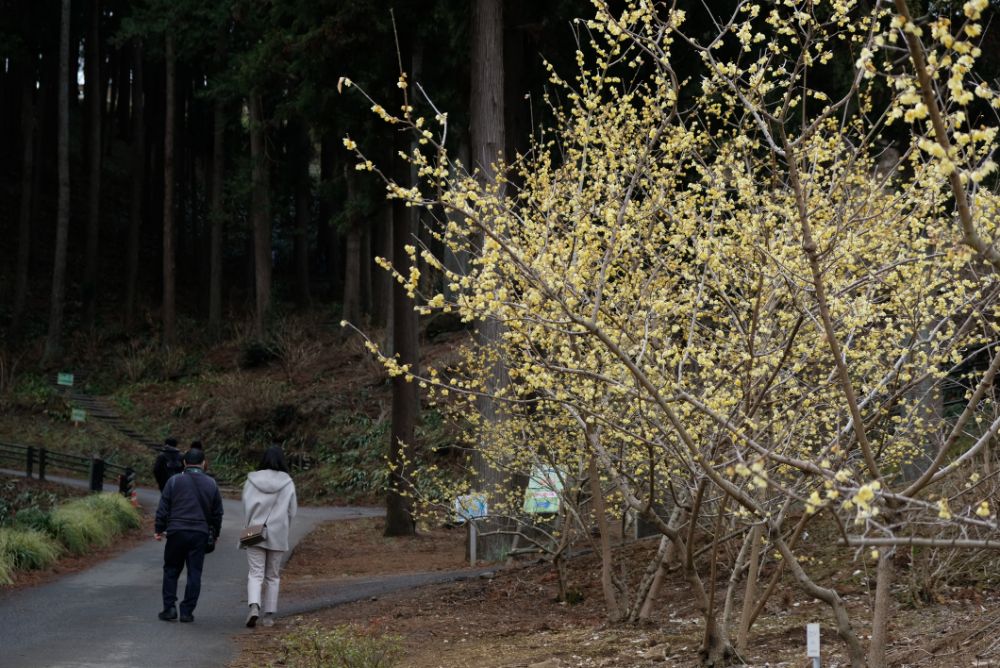 2023/2/25【開花状況】見頃の河津桜、福寿草、梅、クリスマスローズ