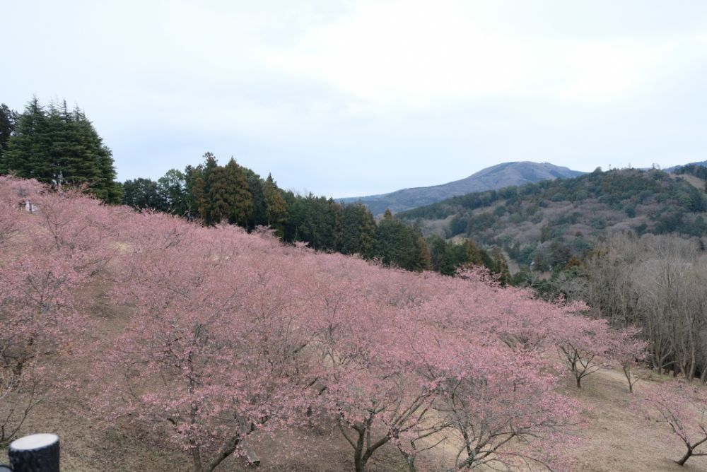 2023/2/25【開花状況】見頃の河津桜、福寿草、梅、クリスマスローズ